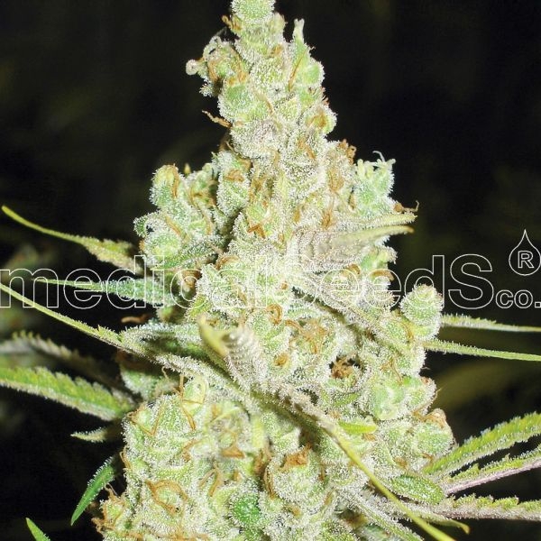 1024 (Medical Seeds) Feminisoidut