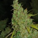 1024 (Medical Seeds) Feminisoidut