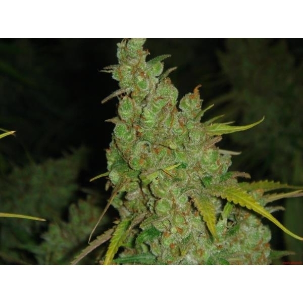 1024 (Medical Seeds) Feminisoidut