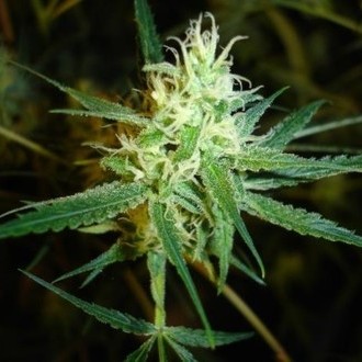 1024 (Medical Seeds) Feminisoidut