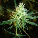 1024 (Medical Seeds) Feminisoidut