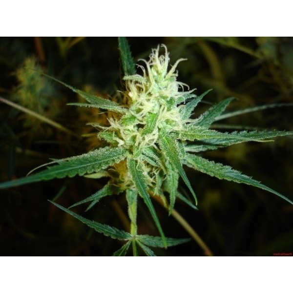 1024 (Medical Seeds) Feminisoidut