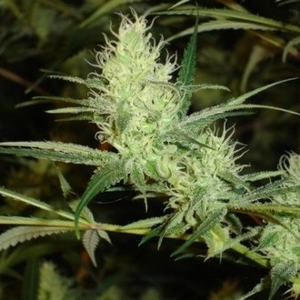 1024 (Medical Seeds) Feminisoidut
