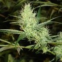 1024 (Medical Seeds) Feminisoidut