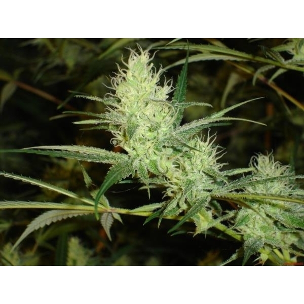 1024 (Medical Seeds) Feminisoidut