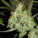 1024 (Medical Seeds) Feminisoidut