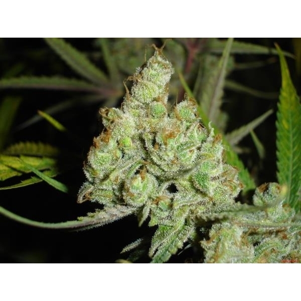 1024 (Medical Seeds) Feminisoidut