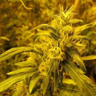 2046 (Medical Seeds) Feminisoidut