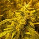 2046 (Medical Seeds) Feminisoidut