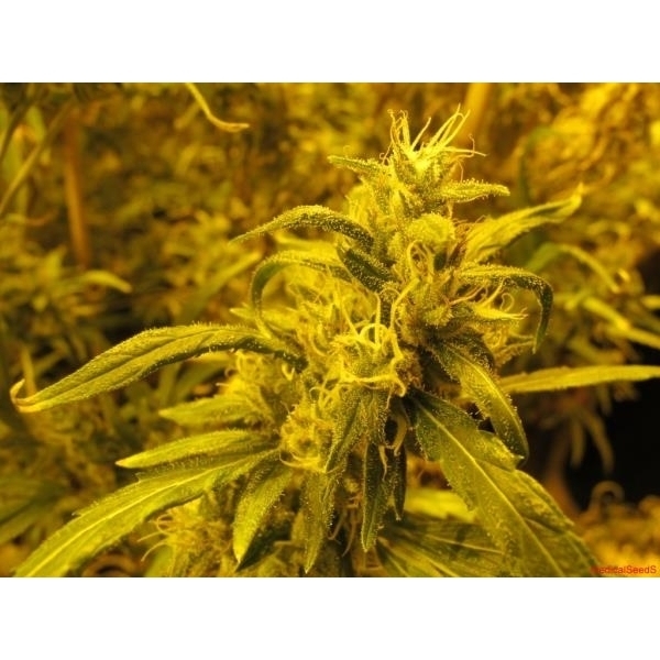 2046 (Medical Seeds) Feminisoidut