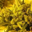 2046 (Medical Seeds) Feminisoidut