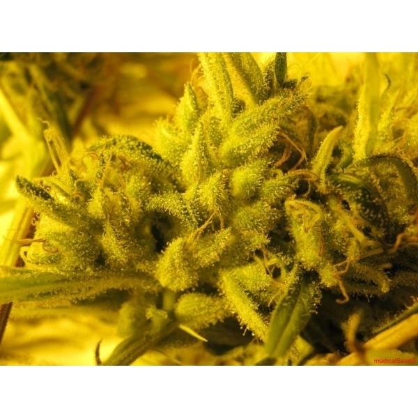 2046 (Medical Seeds) Feminisoidut