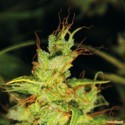 2046 (Medical Seeds) Feminisoidut