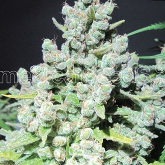 Malakoff (Medical Seeds) Feminisoidut