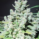 Malakoff (Medical Seeds) Feminisoidut