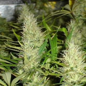 Malakoff (Medical Seeds) Feminisoidut