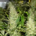 Malakoff (Medical Seeds) Feminisoidut