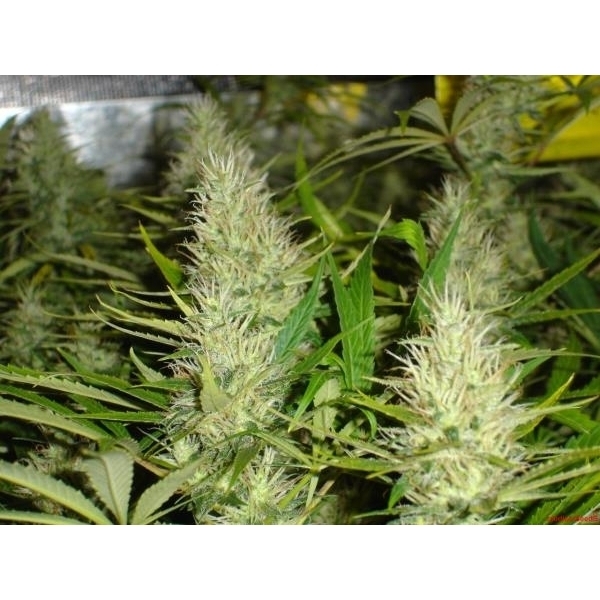 Malakoff (Medical Seeds) Feminisoidut