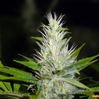 Malakoff (Medical Seeds) Feminisoidut