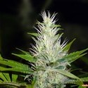 Malakoff (Medical Seeds) Feminisoidut