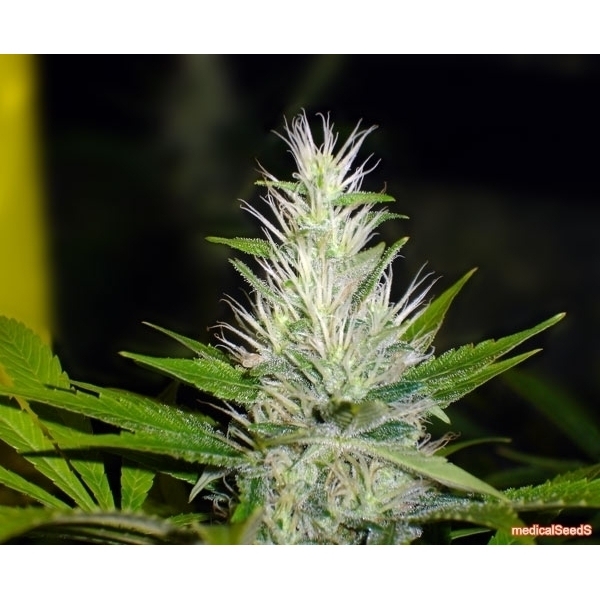 Malakoff (Medical Seeds) Feminisoidut