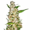 Skunk 1 Autoflower (Sensi Seeds) Feminisoidut