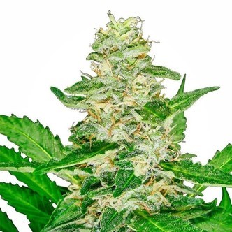 Super Skunk Automatic (Sensi Seeds) feminisoidut