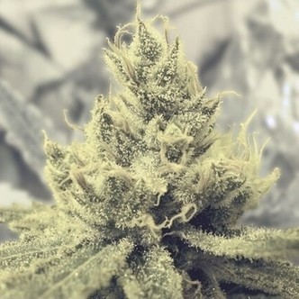 Y Griega (Medical Seeds) feminisoidut