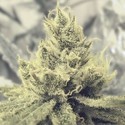 Y Griega (Medical Seeds) Feminisoidut