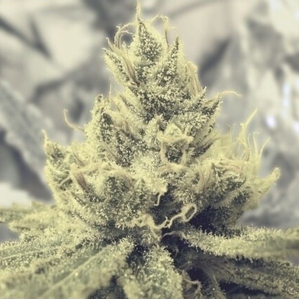 Y Griega (Medical Seeds) Feminisoidut