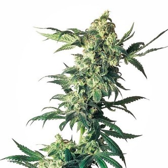 Northern Lights (Sensi Seeds) feminisoitu
