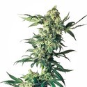 Northern Lights (Sensi Seeds) Feminisoidut