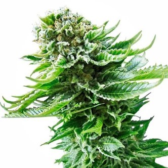 Northern Lights Automatic (Sensi Seeds) feminisoidut