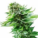 Northern Lights Autoflower (Sensi Seeds) Feminisoidut