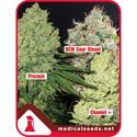 Kokoelma 1 (Medical Seeds) Feminisoidut