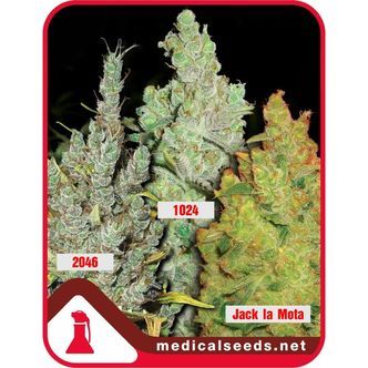 Collection 2 (Medical Seeds) feminisoidut
