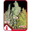 Kokoelma 2 (Medical Seeds) Feminisoidut