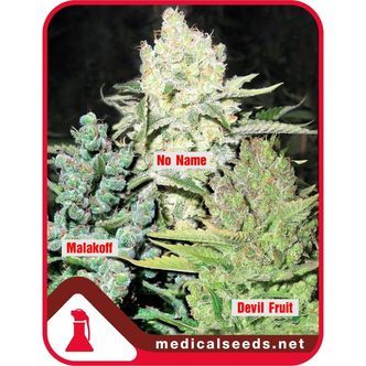 Kokoelma 4 (Medical Seeds) feminisoidut