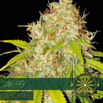 AK-49 Autoflower (Vision Seeds) feminisoidut kannabiksen siemenet