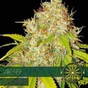 AK-49 Autoflower (Vision Seeds) Feminisoidut