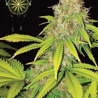 AK-49 Autoflower (Vision Seeds) Feminisoidut