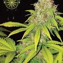 AK-49 Autoflower (Vision Seeds) Feminisoidut