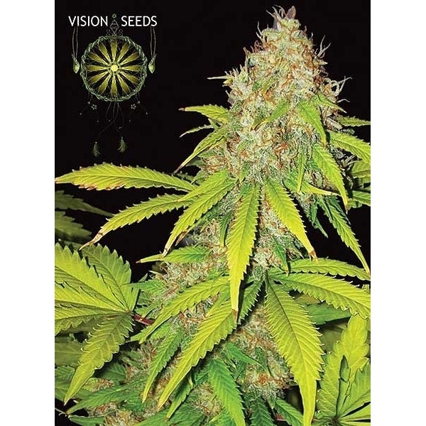 AK-49 Autoflower (Vision Seeds) Feminisoidut