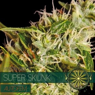 Super Skunk Autoflower (Vision Seeds) feminisoidut