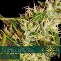 Super Skunk Autoflower (Vision Seeds) Feminisoidut