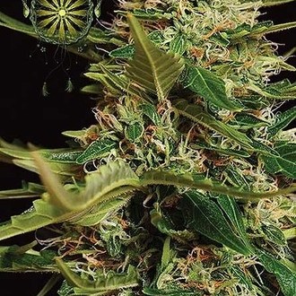 Super Skunk Autoflower (Vision Seeds) Feminisoidut