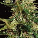Super Skunk Autoflower (Vision Seeds) Feminisoidut