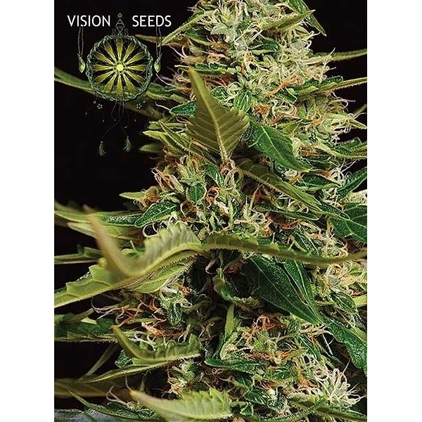 Super Skunk Autoflower (Vision Seeds) Feminisoidut