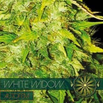 White Widow Autoflower (Vision Seeds) Feminisoidut