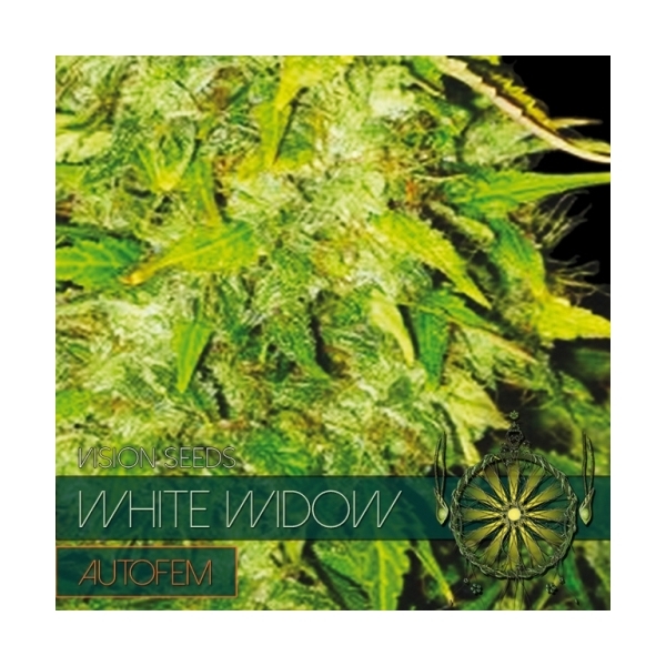 White Widow Autoflower (Vision Seeds) Feminisoidut